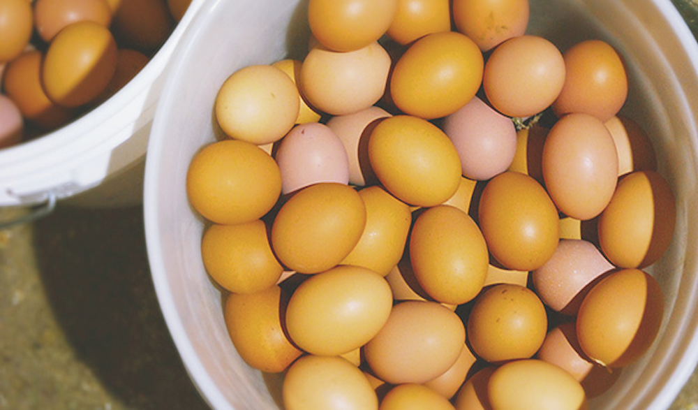 米もろみ粕をエサにしている鶏が産んだ卵。素朴な味わいとレモンイエローの黄身が特徴の平飼い卵です。希少な商品のため、現在は市内でのみ販売されています。