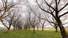 水沢競馬場の桜並木