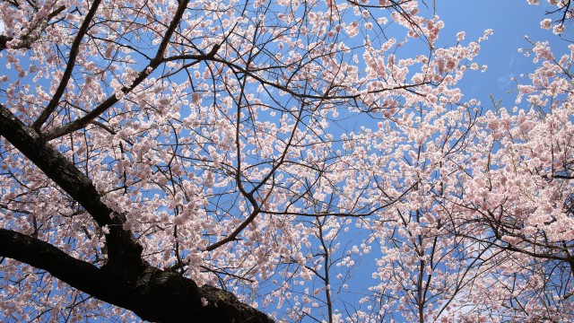 桜満開の水沢公園