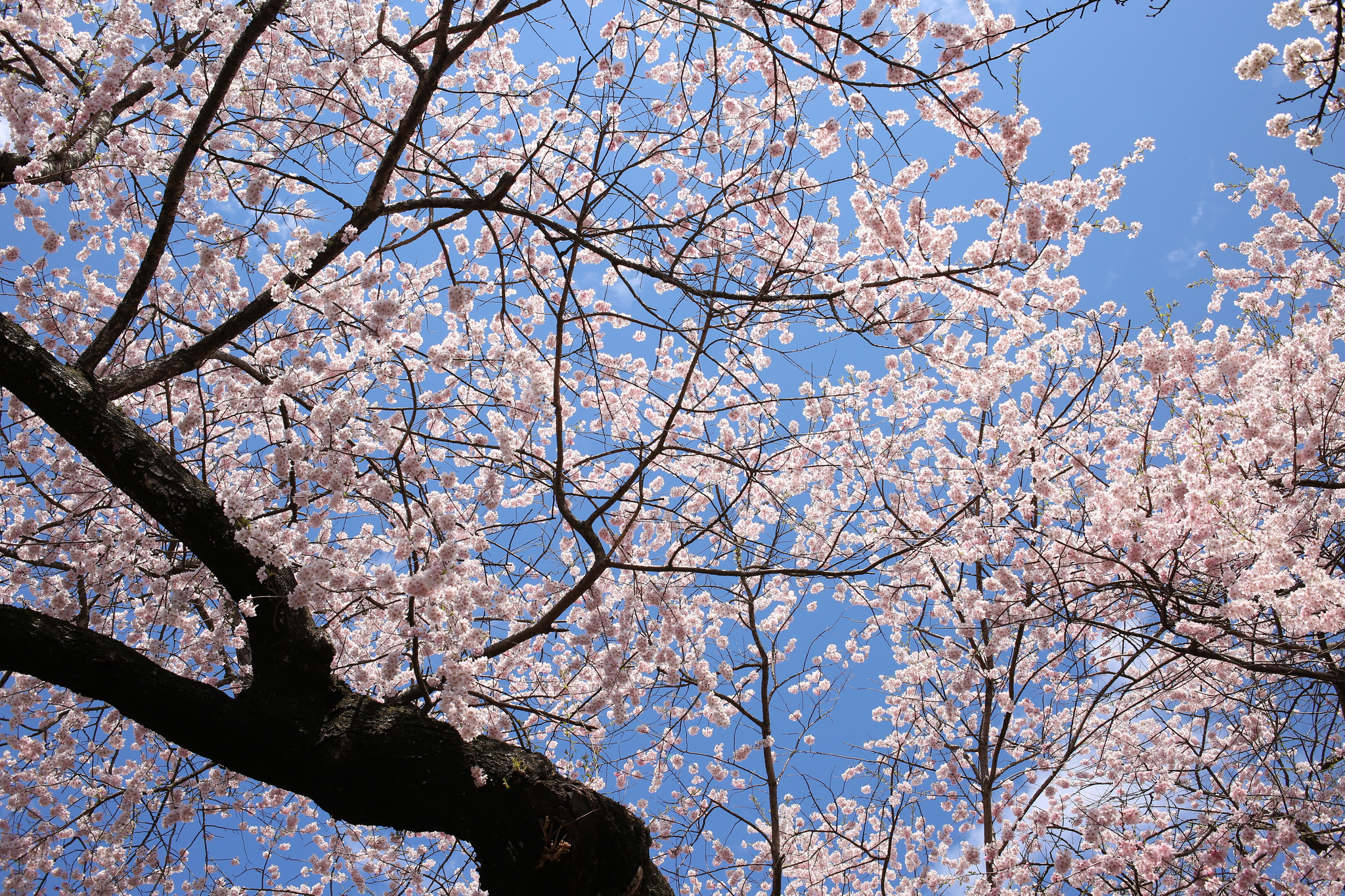 桜満開の水沢公園